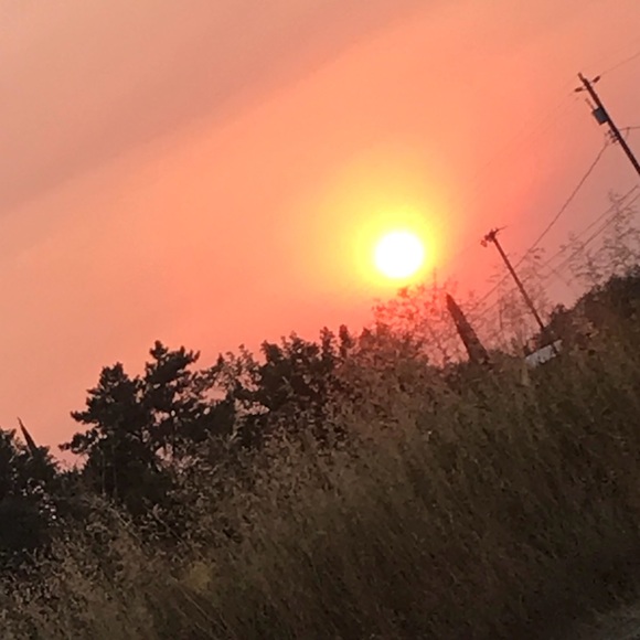 Meet your Posher, Amelia - Picture 1 of 1